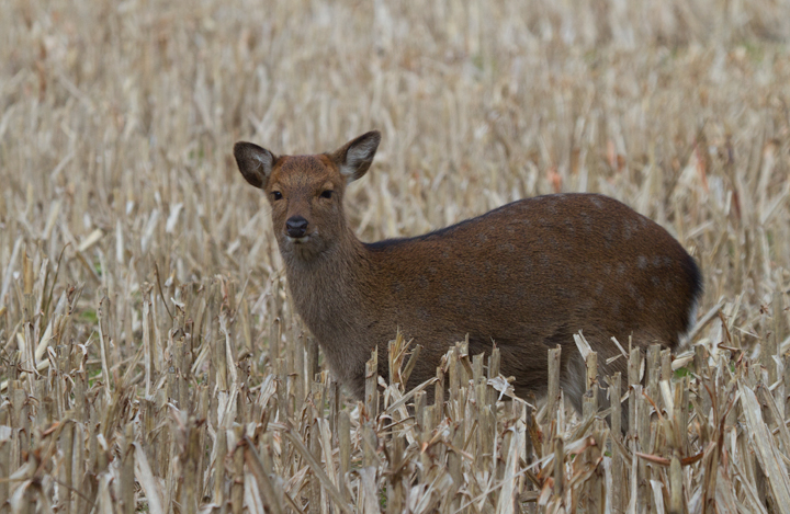A Sika Deer (Elk) on Taylor's Island, Maryland (12/17/2011). Photo by Bill Hubick.