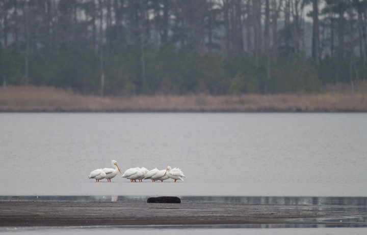 American White Pelicans at Blackwater NWR, Maryland (1/22/2012). Photo by Bill Hubick.