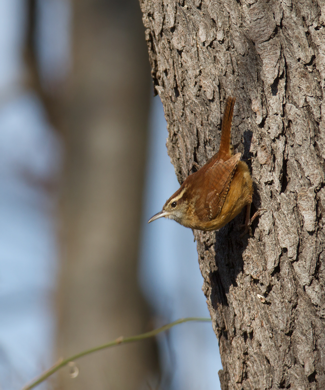 A Carolina Wren in Calvert Co., Maryland (1/14/2012). Photo by Bill Hubick.