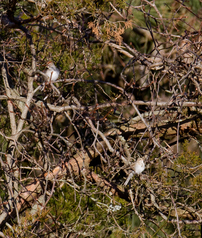 A Clay-colored Sparrow continuing at E.A. Vaughn WMA, Worcester Co., Maryland (1/28/2012). Found by Dave Czaplak on 1/1/2012. Chipping Sparrow above and left. Photo by Bill Hubick.