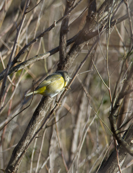 A rare wintering Nashville Warbler in Calvert Co., Maryland (1/14/2012). Photo by Bill Hubick.