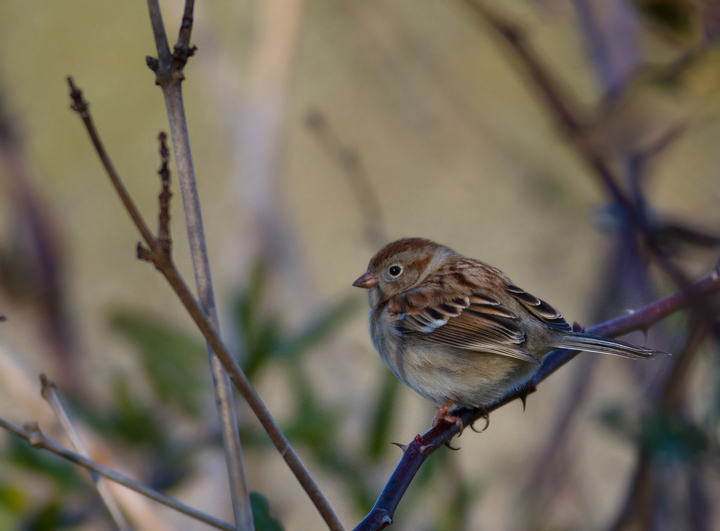 A Field Sparrow in Worcester Co., Maryland (1/28/2012). Photo by Bill Hubick.