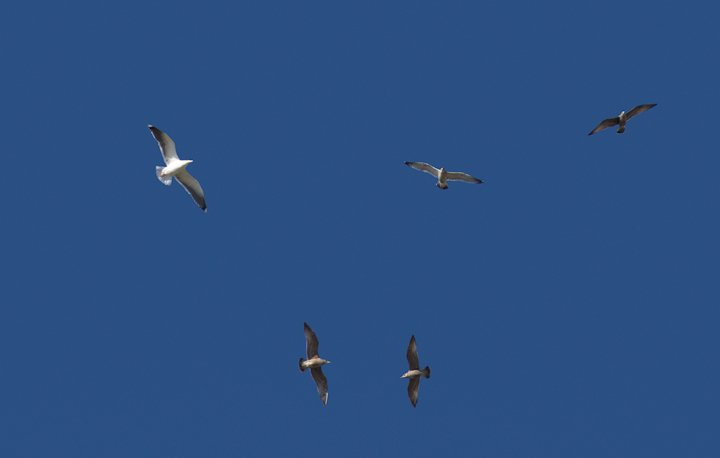 An adult Great Black-backed Gull with Herring Gulls over Salisbury, Maryland (1/28/2012). Photo by Bill Hubick.