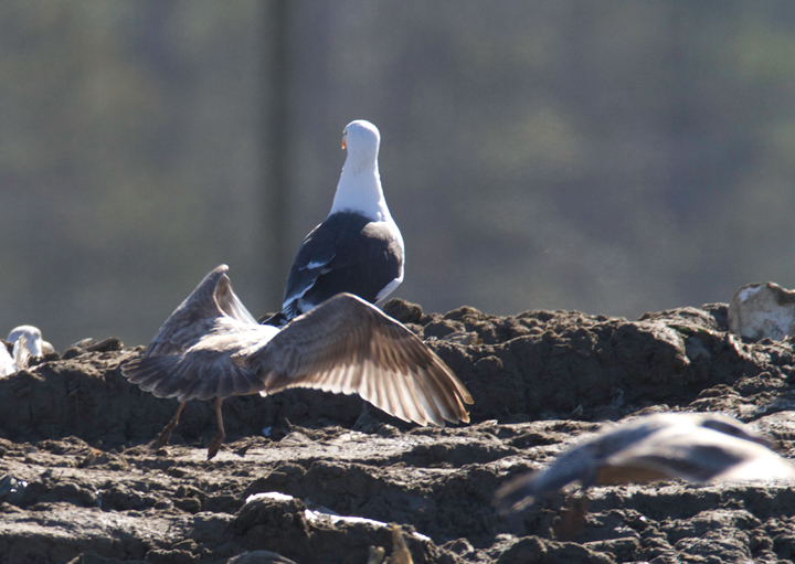 An interesting gull photographed at the Worcester Co. landfill, Maryland. Found by me, Mikey Lutmerding, and Dan Small on 1/28/2012. Click to view any image in full-size without any adjustments besides cropping. Comments welcome! Photo by Bill Hubick.