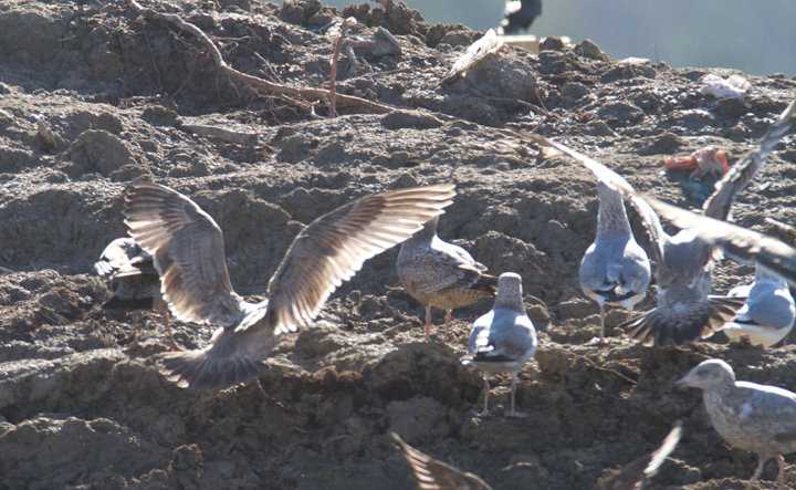 An interesting gull photographed at the Worcester Co. landfill, Maryland. Found by me, Mikey Lutmerding, and Dan Small on 1/28/2012. Click to view any image in full-size without any adjustments besides cropping. Comments welcome! Photo by Bill Hubick.