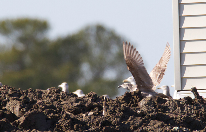 A very interesting gull photographed at the Worcester Co. landfill, found by me, Mikey Lutmerding, and Dan Small on 1/28/2012. Click to view any image in full-size without any adjustments besides cropping. Shows some characters suggestive of first-cycle Slaty-backed Gull or perhaps Glaucous-winged x Herring Gull hybrid. A notorious ID challenge that might be impossible to settle conclusively at this time. Opinions to the contrary are very welcome! Photo by Bill Hubick.