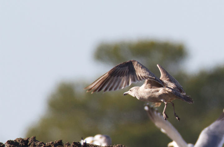An interesting gull photographed at the Worcester Co. landfill, Maryland. Found by me, Mikey Lutmerding, and Dan Small on 1/28/2012. Click to view any image in full-size without any adjustments besides cropping. Comments welcome! Photo by Bill Hubick.