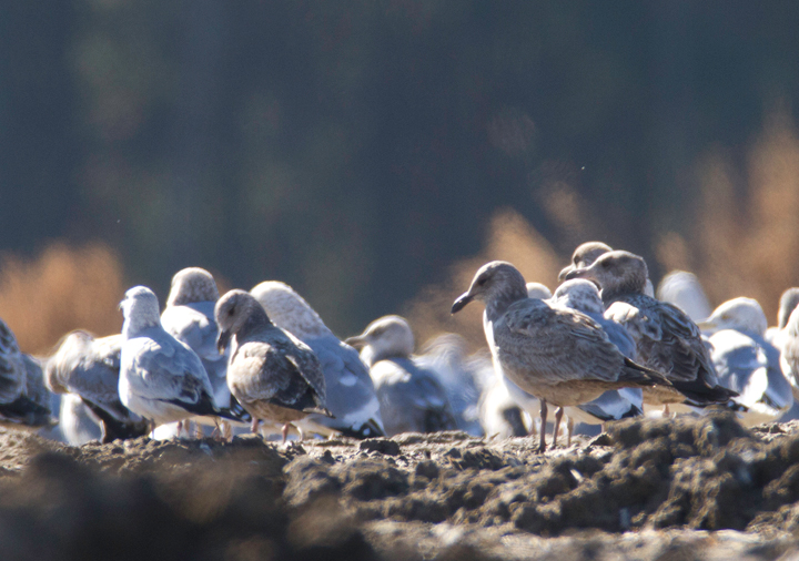 A very interesting gull photographed at the Worcester Co. landfill, found by me, Mikey Lutmerding, and Dan Small on 1/28/2012. Click to view any image in full-size without any adjustments besides cropping. Shows some characters suggestive of first-cycle Slaty-backed Gull or perhaps Glaucous-winged x Herring Gull hybrid. A notorious ID challenge that might be impossible to settle conclusively at this time. Opinions to the contrary are very welcome! Photo by Bill Hubick.