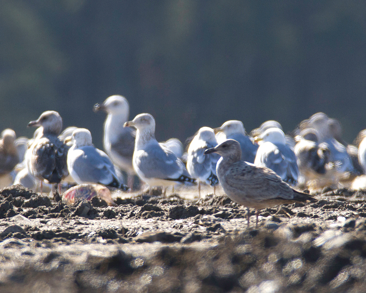 An interesting gull photographed at the Worcester Co. landfill, Maryland. Found by me, Mikey Lutmerding, and Dan Small on 1/28/2012. Click to view any image in full-size without any adjustments besides cropping. Comments welcome! Photo by Bill Hubick.