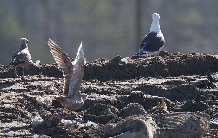An interesting gull photographed at the Worcester Co. landfill, Maryland. Found by me, Mikey Lutmerding, and Dan Small on 1/28/2012. Click to view any image in full-size without any adjustments besides cropping. Comments welcome! Photo by Bill Hubick.