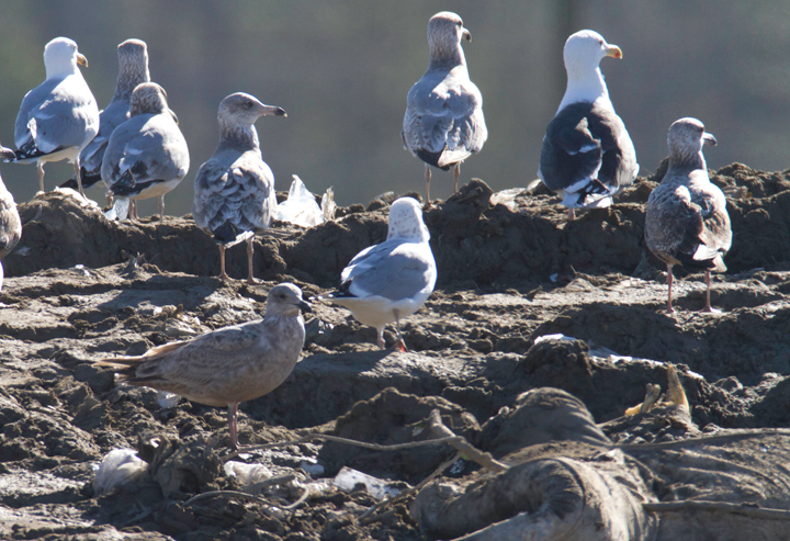 A very interesting gull photographed at the Worcester Co. landfill, found by me, Mikey Lutmerding, and Dan Small on 1/28/2012. Click to view any image in full-size without any adjustments besides cropping. Shows some characters suggestive of first-cycle Slaty-backed Gull or perhaps Glaucous-winged x Herring Gull hybrid. A notorious ID challenge that might be impossible to settle conclusively at this time. Opinions to the contrary are very welcome! Photo by Bill Hubick.