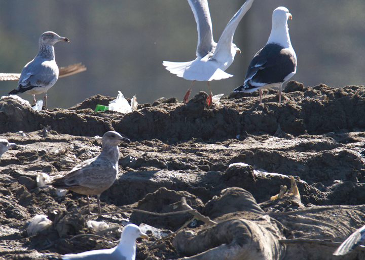 An interesting gull photographed at the Worcester Co. landfill, Maryland. Found by me, Mikey Lutmerding, and Dan Small on 1/28/2012. Click to view any image in full-size without any adjustments besides cropping. Comments welcome! Photo by Bill Hubick.