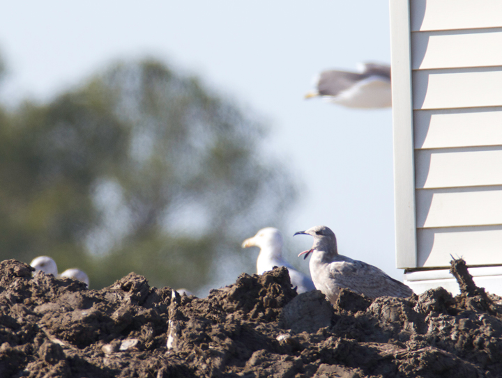 An interesting gull photographed at the Worcester Co. landfill, Maryland. Found by me, Mikey Lutmerding, and Dan Small on 1/28/2012. Click to view any image in full-size without any adjustments besides cropping. Comments welcome! Photo by Bill Hubick.