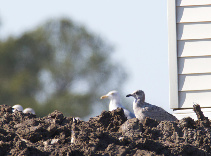 An interesting gull photographed at the Worcester Co. landfill, Maryland. Found by me, Mikey Lutmerding, and Dan Small on 1/28/2012. Click to view any image in full-size without any adjustments besides cropping. Comments welcome! Photo by Bill Hubick.