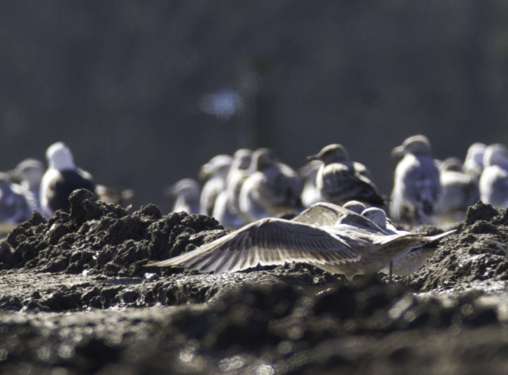 An interesting gull photographed at the Worcester Co. landfill, Maryland. Found by me, Mikey Lutmerding, and Dan Small on 1/28/2012. Click to view any image in full-size without any adjustments besides cropping. Comments welcome! Photo by Bill Hubick.