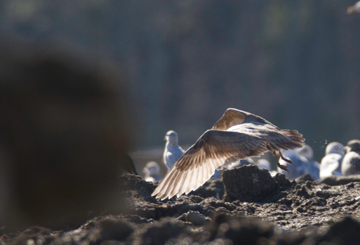 An interesting gull photographed at the Worcester Co. landfill, Maryland. Found by me, Mikey Lutmerding, and Dan Small on 1/28/2012. Click to view any image in full-size without any adjustments besides cropping. Comments welcome! Photo by Bill Hubick.