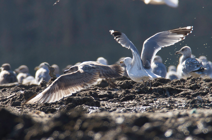 An interesting gull photographed at the Worcester Co. landfill, Maryland. Found by me, Mikey Lutmerding, and Dan Small on 1/28/2012. Click to view any image in full-size without any adjustments besides cropping. Comments welcome! Photo by Bill Hubick.