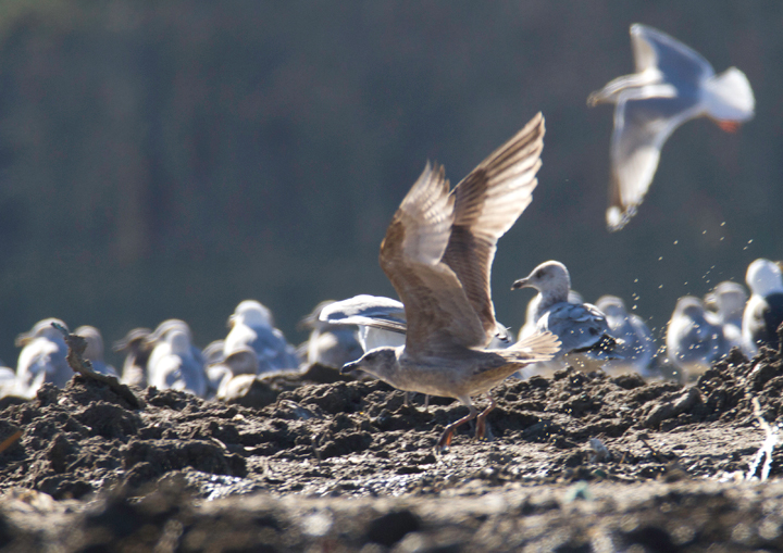 An interesting gull photographed at the Worcester Co. landfill, Maryland. Found by me, Mikey Lutmerding, and Dan Small on 1/28/2012. Click to view any image in full-size without any adjustments besides cropping. Comments welcome! Photo by Bill Hubick.