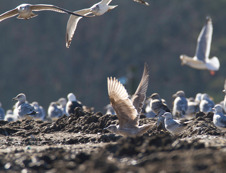 An interesting gull photographed at the Worcester Co. landfill, Maryland. Found by me, Mikey Lutmerding, and Dan Small on 1/28/2012. Click to view any image in full-size without any adjustments besides cropping. Comments welcome! Photo by Bill Hubick.