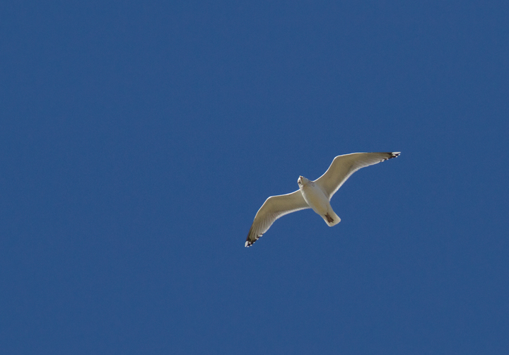 Herring Gulls in flight over Salisbury, Maryland (1/28/2012). Photo by Bill Hubick.