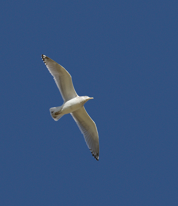 Herring Gulls in flight over Salisbury, Maryland (1/28/2012). Photo by Bill Hubick.
