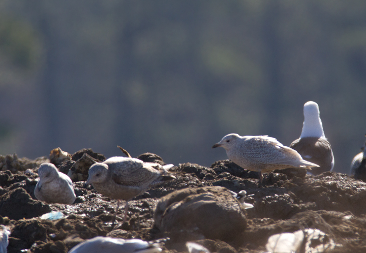 A Kumlien's Iceland Gull in Worcester Co., Maryland (1/28/2012). Photo by Bill Hubick.