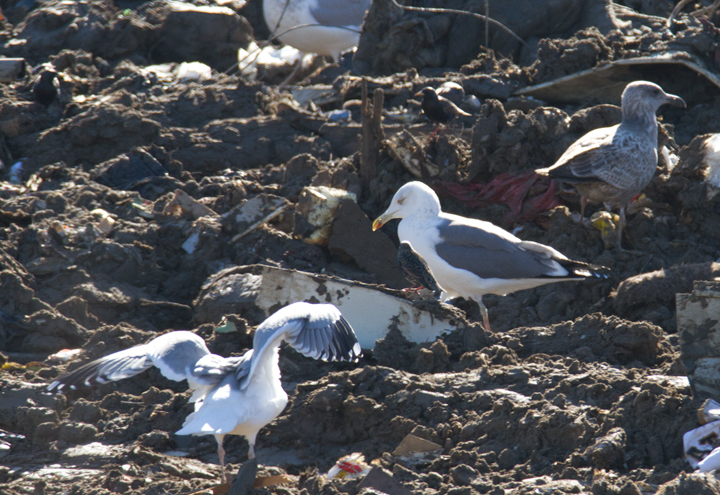 A presumed Lesser Black-backed Gull x Herring Gull hybrid - Worcester County landfill, Maryland (1/28/2012). The harsh exposure in these images makes the mantle appear a bit darker than it did in the field. It appeared intermediate between American Herring and Lesser Black-backed Gull. Photo by Bill Hubick.