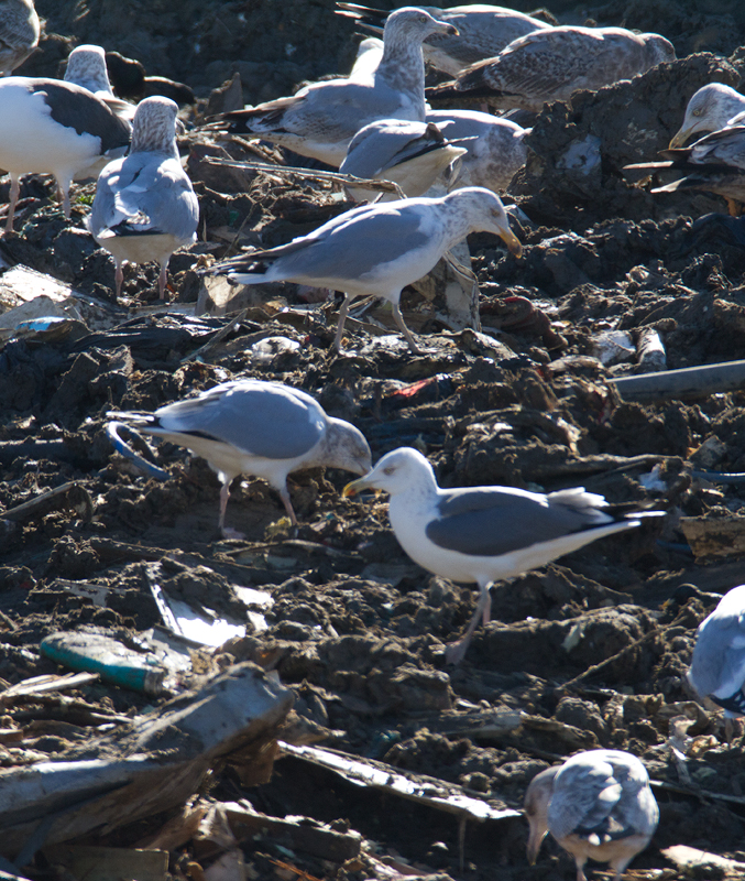 A presumed Lesser Black-backed Gull x Herring Gull hybrid - Worcester County landfill, Maryland (1/28/2012). The harsh exposure in these images makes the mantle appear a bit darker than it did in the field. It appeared intermediate between American Herring and Lesser Black-backed Gull. Photo by Bill Hubick.