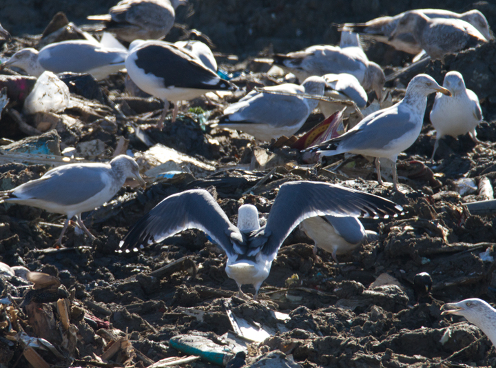 A presumed Lesser Black-backed Gull x Herring Gull hybrid - Worcester County landfill, Maryland (1/28/2012). The harsh exposure in these images makes the mantle appear a bit darker than it did in the field. It appeared intermediate between American Herring and Lesser Black-backed Gull. Photo by Bill Hubick.