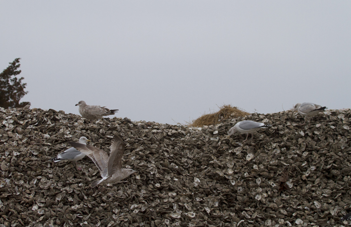 An oyster hill in Crisfield, Maryland attracts some local gulls (1/22/2012). Photo by Bill Hubick.