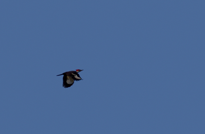 A Pileated Woodpecker in flight over Worcester Co., Maryland (1/28/2012). Photo by Bill Hubick.