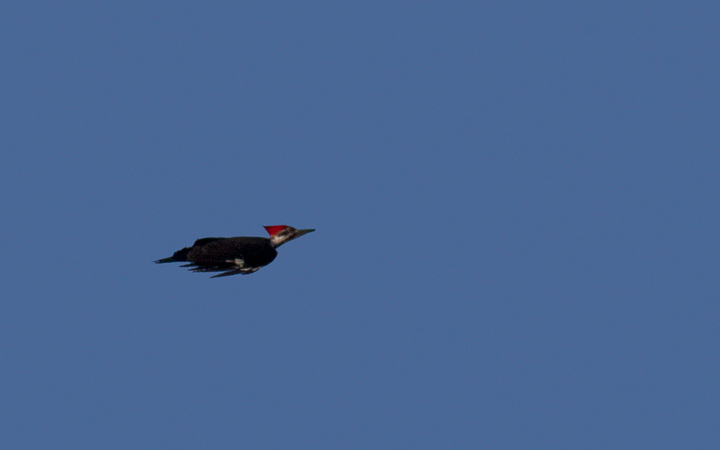 A Pileated Woodpecker in flight over Worcester Co., Maryland (1/28/2012). Photo by Bill Hubick.