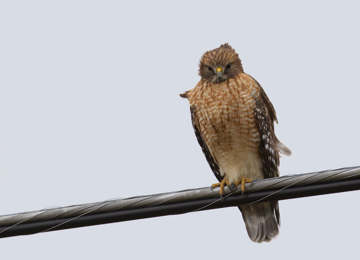 An adult Red-shouldered Hawk in Somerset Co., Maryland (1/22/2012). Locally uncommon. Photo by Bill Hubick.