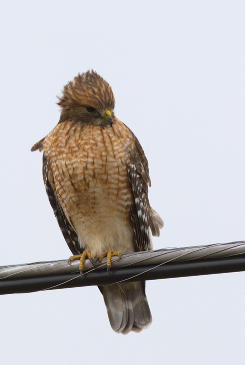An adult Red-shouldered Hawk in Somerset Co., Maryland (1/22/2012). Locally uncommon. Photo by Bill Hubick.