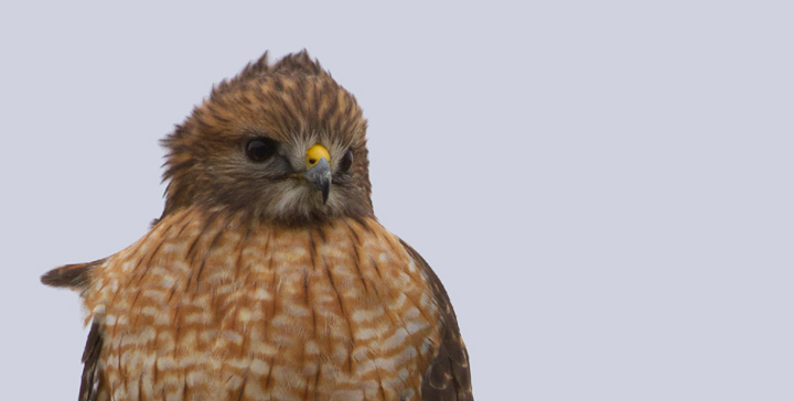 An adult Red-shouldered Hawk in Somerset Co., Maryland (1/22/2012). Locally uncommon. Photo by Bill Hubick.
