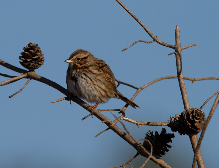 A Song Sparrow at E.A. Vaughn WMA, Worcester Co., Maryland (1/28/2012). Photo by Bill Hubick.