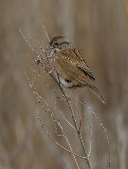 A Swamp Sparrow at Fairmount WMA, Somerset Co., Maryland (1/22/2012). Photo by Bill Hubick.