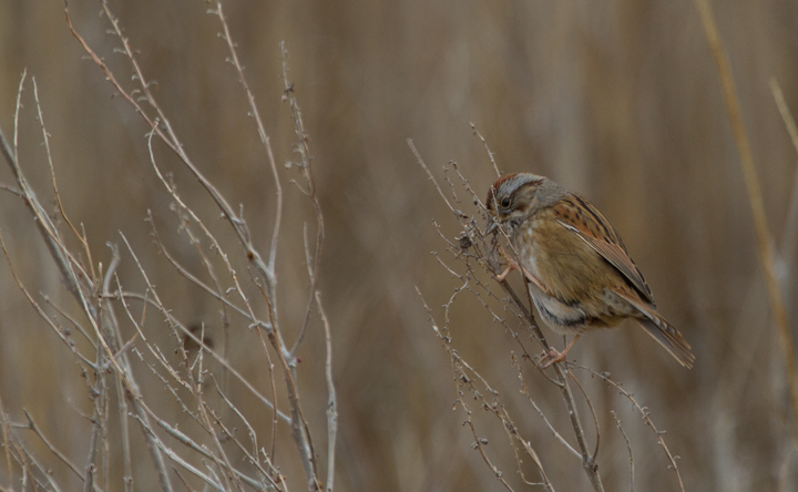 A Swamp Sparrow at Fairmount WMA, Somerset Co., Maryland (1/22/2012). Photo by Bill Hubick.