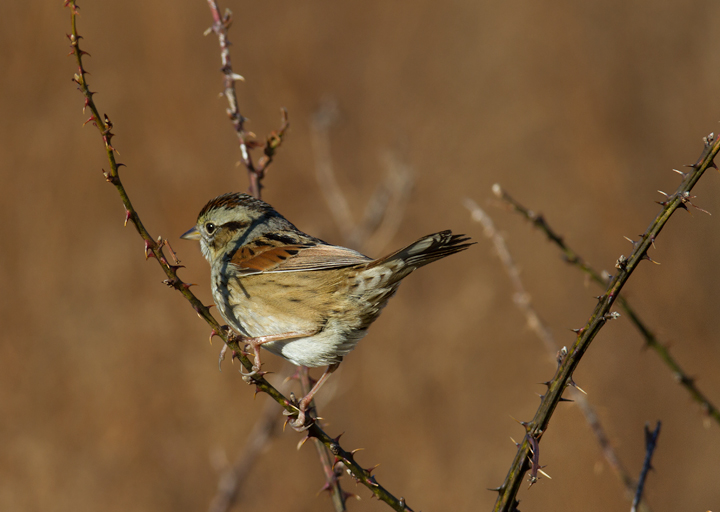 A Swamp Sparrow in Worcester Co., Maryland (1/28/2012). Photo by Bill Hubick.