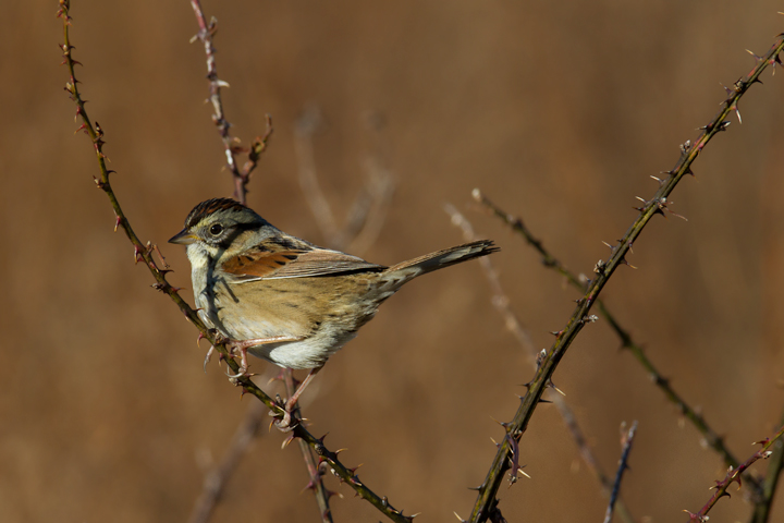 A Swamp Sparrow in Worcester Co., Maryland (1/28/2012). Photo by Bill Hubick.