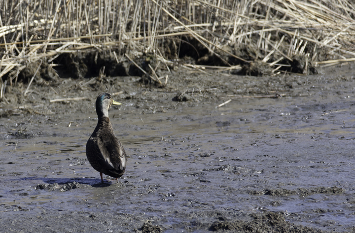 American Black Duck x Mallard hybrid at Bombay Hook, Delaware (3/2/2008). Photo by Bill Hubick.