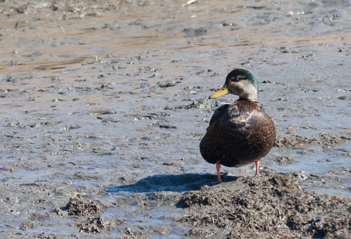 American Black Duck x Mallard hybrid at Bombay Hook, Delaware (3/2/2008). Photo by Bill Hubick.