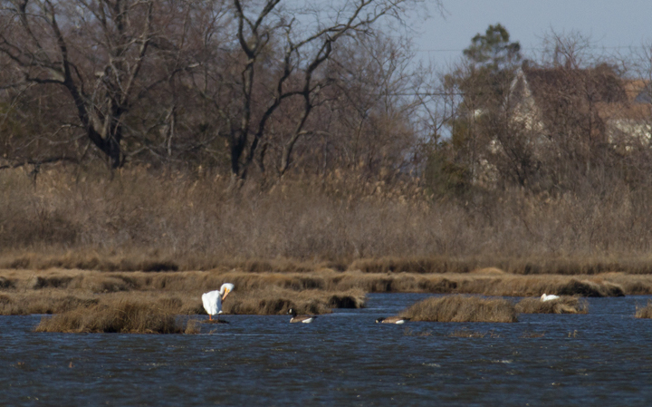 The American White Pelican continues at Deal Island, Maryland. Found by Ron Gutberlet on 2/2/2012. Photo by Bill Hubick.