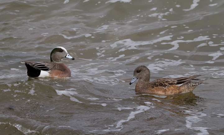 American Wigeon in Dorchester Co., Maryland (2/19/2012). Photo by Bill Hubick.