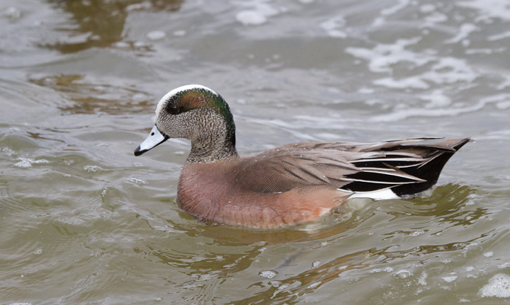 American Wigeon in Dorchester Co., Maryland (2/19/2012). Photo by Bill Hubick.