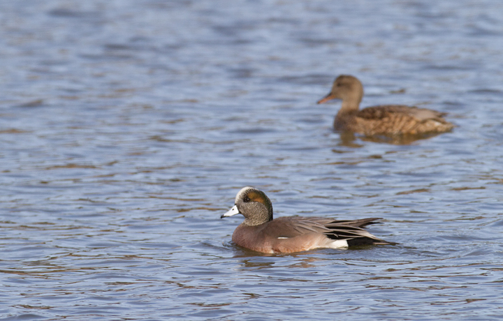An American Wigeon in Worcester Co., Maryland (2/19/2012). Female Gadwall in background. Photo by Bill Hubick.