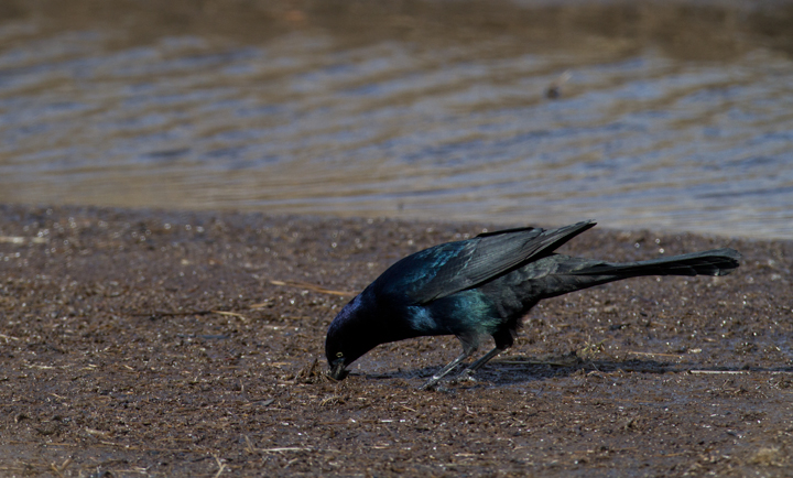 A cooperative Boat-tailed Grackle in beautiful light at Deal Island, Maryland (2/25/2012). Photo by Bill Hubick.
