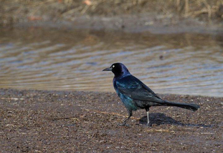 A cooperative Boat-tailed Grackle in beautiful light at Deal Island, Maryland (2/25/2012). Photo by Bill Hubick.