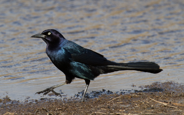 A cooperative Boat-tailed Grackle in beautiful light at Deal Island, Maryland (2/25/2012). Photo by Bill Hubick.