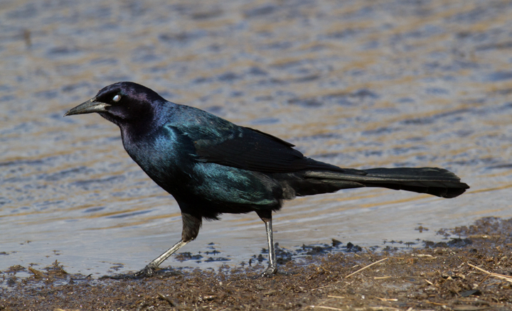 A cooperative Boat-tailed Grackle in beautiful light at Deal Island, Maryland (2/25/2012). Photo by Bill Hubick.